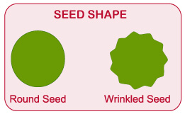 mendel and his work, mendel's seven traits, flower color, flower position, seed shape, seed color, stem heigh, pod shape, pod color, dihybrid cross, m